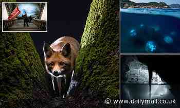Sony World Photography Awards 2022: Astonishing images from shortlisted professional photographers