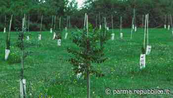 Parma, Ireti realizzerà un bosco urbano di tre ettari nei pressi della A1 - La Repubblica