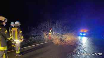 Sturm „Antonia“ bläst Bäume am Stimm-Stamm bei Meschede um - WP News