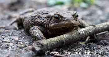 Sperrungen in der Soers, Richterich und Verlautenheide: Frösche und Kröten gehen wieder auf Wanderschaft