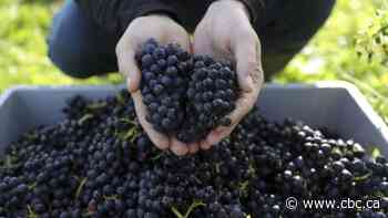 Inflation biting into your grocery bill? Follow the food from farm to fork to see why