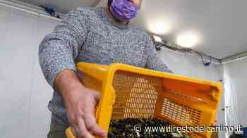 Bertinoro non solo ‘città del vino’: largo all’olio d’oliva Tre giorni insieme ai degustatori di Slow Food - il Resto del Carlino