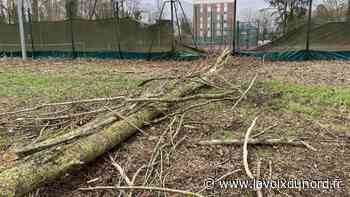Les parcs et bois d'Arras ont beaucoup souffert des tempêtes - La Voix du Nord