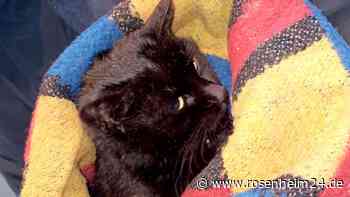 „Unsere Katze hat fürchterlich gelitten“: Gefahr für Kinder und Tiere durch Giftköder in Oberaudorf