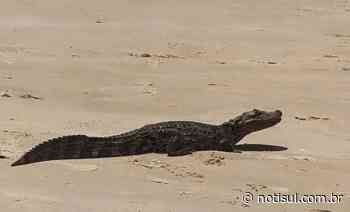 Jacaré é visto ‘tomando banho de sol’ em Imbituba - Notisul