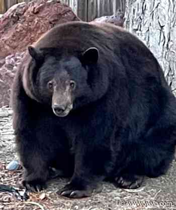 Who is 'Hank the Tank'? Thieving 500-pound bear causing controversy in California community