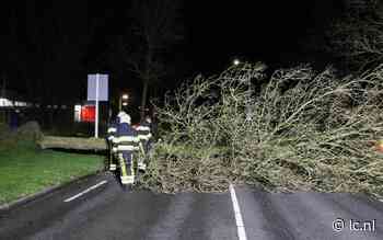 Rondweg in Dokkum tijdelijk afgesloten door omgevallen boom - Leeuwarder Courant