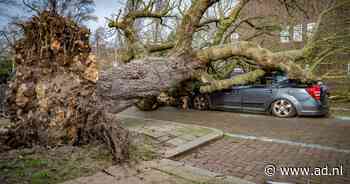 Boom van de gemeente valt op mijn auto door storm, wie betaalt dan de schade? - AD.nl