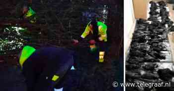 Zeker 100 vogels dood door omgevallen boom in Groningen: 'Ze klemmen zich stevig vast' - Telegraaf.nl