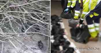 Ruim tachtig dode kraaien door omwaaien boom in Nederland: “Ze lagen te vechten voor hun leven” - Het Laatste Nieuws