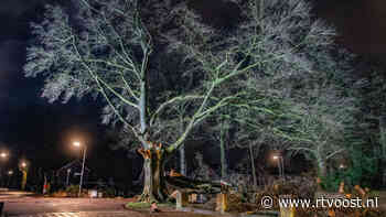 Eeuwenoude boom in Lettele heeft stormvierdaagse niet overleefd - RTV Oost