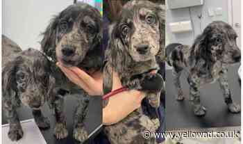 Appeal following theft of dogs in Basildon - Yellow Advertiser