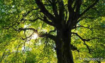 Acqui Terme contro il cambio climatico con il progetto "Gli alberi e la città" - Radiogold