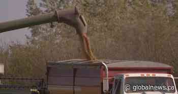 Saskatchewan crop insurance coverage, premiums increasing in 2022