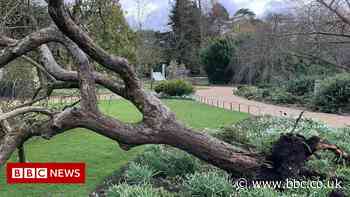 Cambridge University Botanic Garden's 'Newton's apple tree' falls in storm