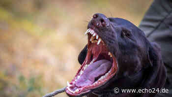 Hunde-Attacke in Bruchsal: Polizei sucht Zeugen – wer kann Hinweise geben? - echo24.de