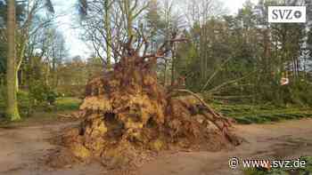 Sturmfolgen in Parchim: Orkan schmeißt 15 große Bäume auf dem Friedhof um | svz.de - svz – Schweriner Volkszeitung