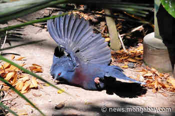 Palm oil firm hit by mass permit revocation still clearing forest in Indonesia - Mongabay.com