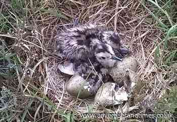 New Forest car parks shut to protect rare ground nesting birds - Advertiser and Times