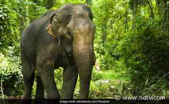 Chhattisgarh Man Killed By Elephant After Car Breaks Down On Forest Road - NDTV