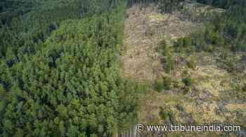 Satellite data shows forest loss 'higher-than-expected' in Germany - The Tribune