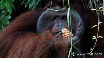 Indonesia's new forest capital in Borneo heightens fears for orangutans' future - CNN