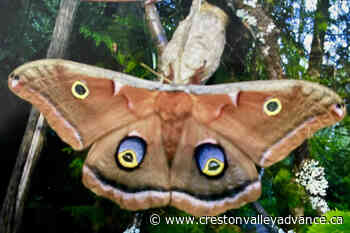 Out There: A Silkmoth Story - Creston Valley Advance