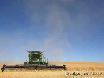 Mild winter raises concerns for farmers, beef producers - Calgary Herald