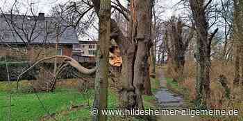 Stürme beschädigen im Kreis Hildesheim ein Naturdenkmal schwer - www.hildesheimer-allgemeine.de