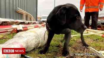 Sniffer dogs help track down railway metal thieves