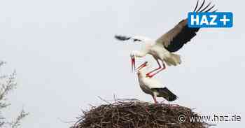 Hemmingen: Storchenpaar Bensi und Wilki ist in Wilkenburg zurück - Hannoversche Allgemeine