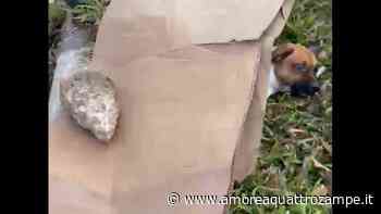 È immobile, invece di soccorrerlo lo coprono con un cartone tenuto fermo da un sasso – VIDEO - www.amoreaquattrozampe.it