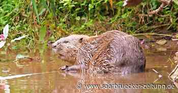 Naturpark Saar-Hunsrück lädt ein zu Biber-Wanderung bei Wadern - Saarbrücker Zeitung