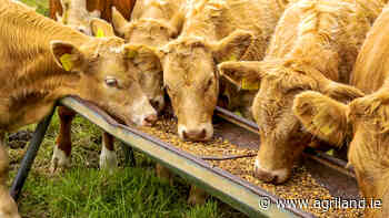 ICSA: BEAM scheme design was 'spectacular mess' - Agriland