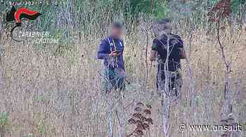 Droga:coltivavano marijuana, sei arresti dei Cc a Crotone - Agenzia ANSA