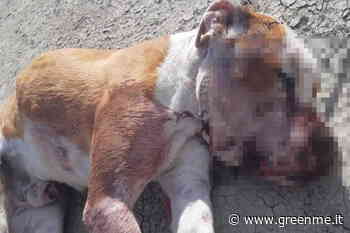 Orrore a Crotone: Pitbull picchiato fino alla morte e gettato nel fiume Esaro - greenMe.it