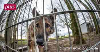 Heppenheim: Steuerbefreiung für Tierheimhunde gekippt - Echo Online