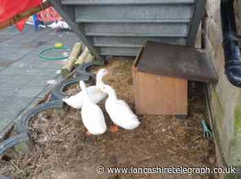 Investigation launched after three ducks rescued from abandoned Padiham property