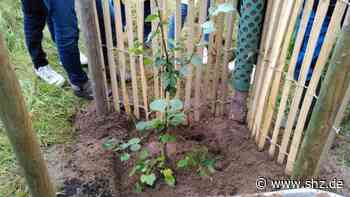 Aufforstung statt Abholzung: So können sich Bürger in Schenefeld an Baumpflanzungen beteiligen | shz.de - shz.de