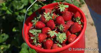 Master Gardener: Patience pays off when growing strawberries - Tulsa World