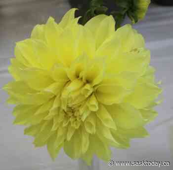 Gardener's Notebook: Perennials or annuals? - SaskToday.ca