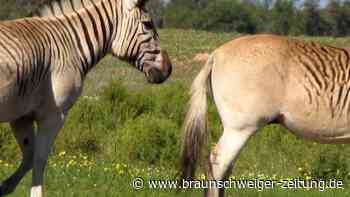 Streifen-Striptease fürs Zebra: Das Rau-Quagga