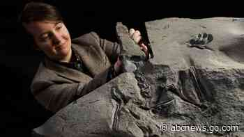 'Superbly preserved' pterosaur fossil unearthed in Scotland