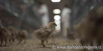 ¡Victoria!: Corte Suprema dictó sentencia contra empresa de huevos de "Gallinas libres" - El Diario de Antofagasta