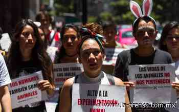 Marcas de cosméticos que NO son libres de crueldad animal - La Prensa