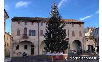 Natale a Oderzo: la seconda vita per un abete malato – Giornale Nord Est - Giornale Nord Est