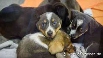 Hund in Essen: Drama im Tierheim – „Stehen quasi unter Durchfall“ - Derwesten.de