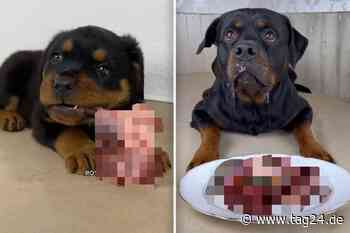 Eklig oder leckere Hunde-Mahlzeit? Irre, was diese Rottweiler zu essen bekommen - TAG24