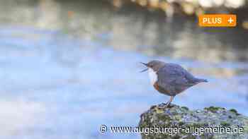 Für diese Vögel in Augsburg ist der Frühling schon da