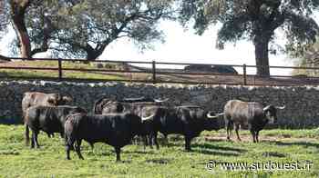 Toros de Dax : souvenirs de novilladas et rêves de corridas dans la finca d’El Parralejo - Sud Ouest